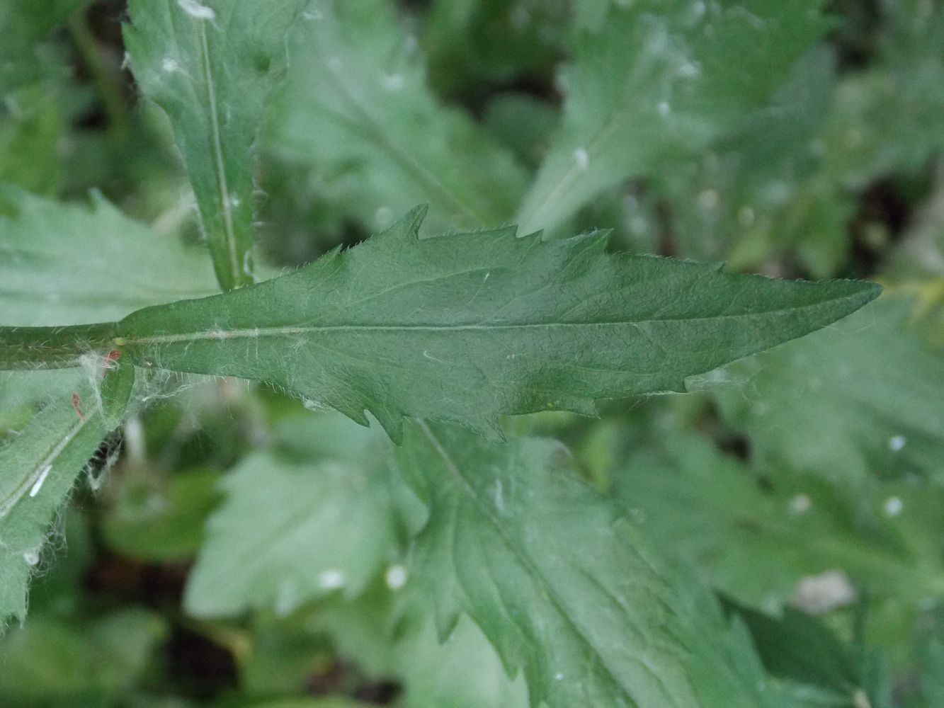 Image of Erigeron annuus specimen.