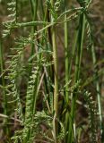 Achillea micrantha