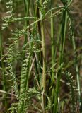 Achillea micrantha. Часть побега. Ростовская обл., Азовский р-н, побережье Таганрогского залива в окр. косы Очаковская. 04.07.2012.