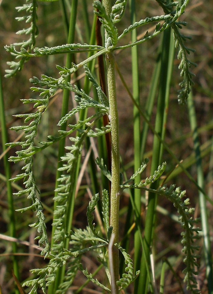 Изображение особи Achillea micrantha.