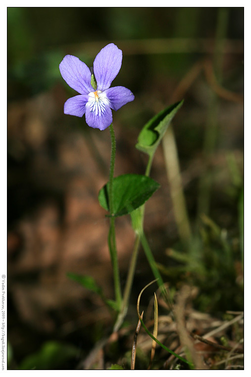 Изображение особи Viola rupestris.