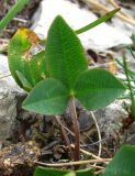 род Trifolium. Лист. Крым, Ялтинский горно-лесной природный заповедник, Ай-Петри. 23.05.2013.