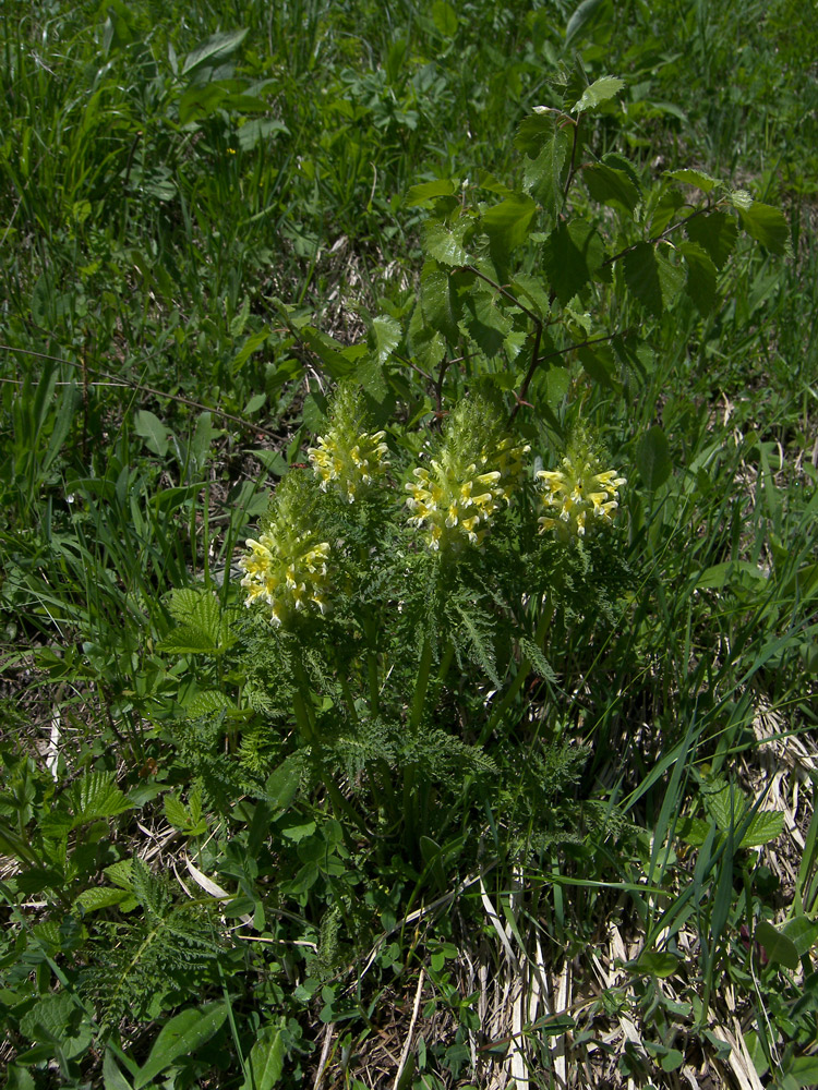 Изображение особи Pedicularis condensata.