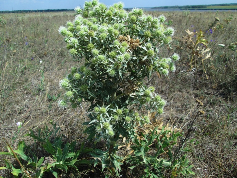 Изображение особи Eryngium campestre.