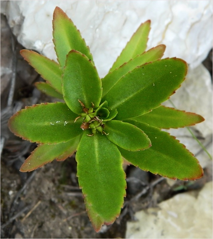 Image of Aizopsis aizoon specimen.