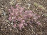 Rhaphidophyton regelii