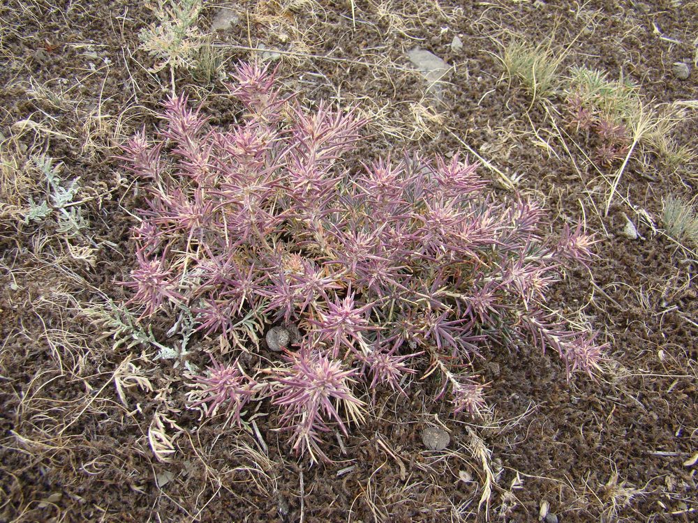 Image of Rhaphidophyton regelii specimen.