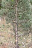 Juniperus excelsa
