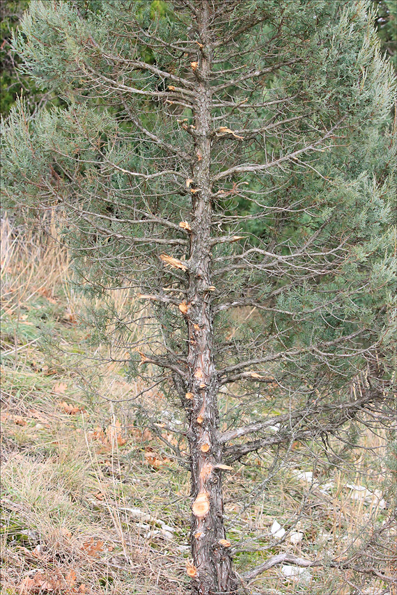 Image of Juniperus excelsa specimen.