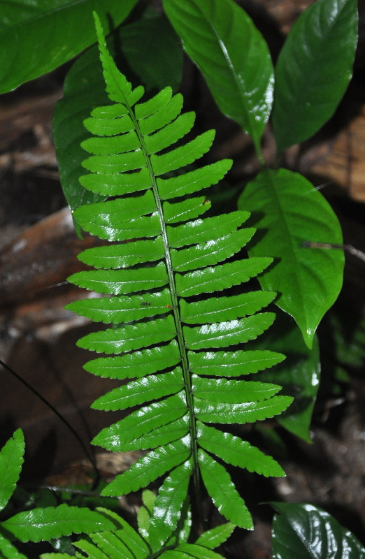 Image of Bolbitis appendiculata specimen.