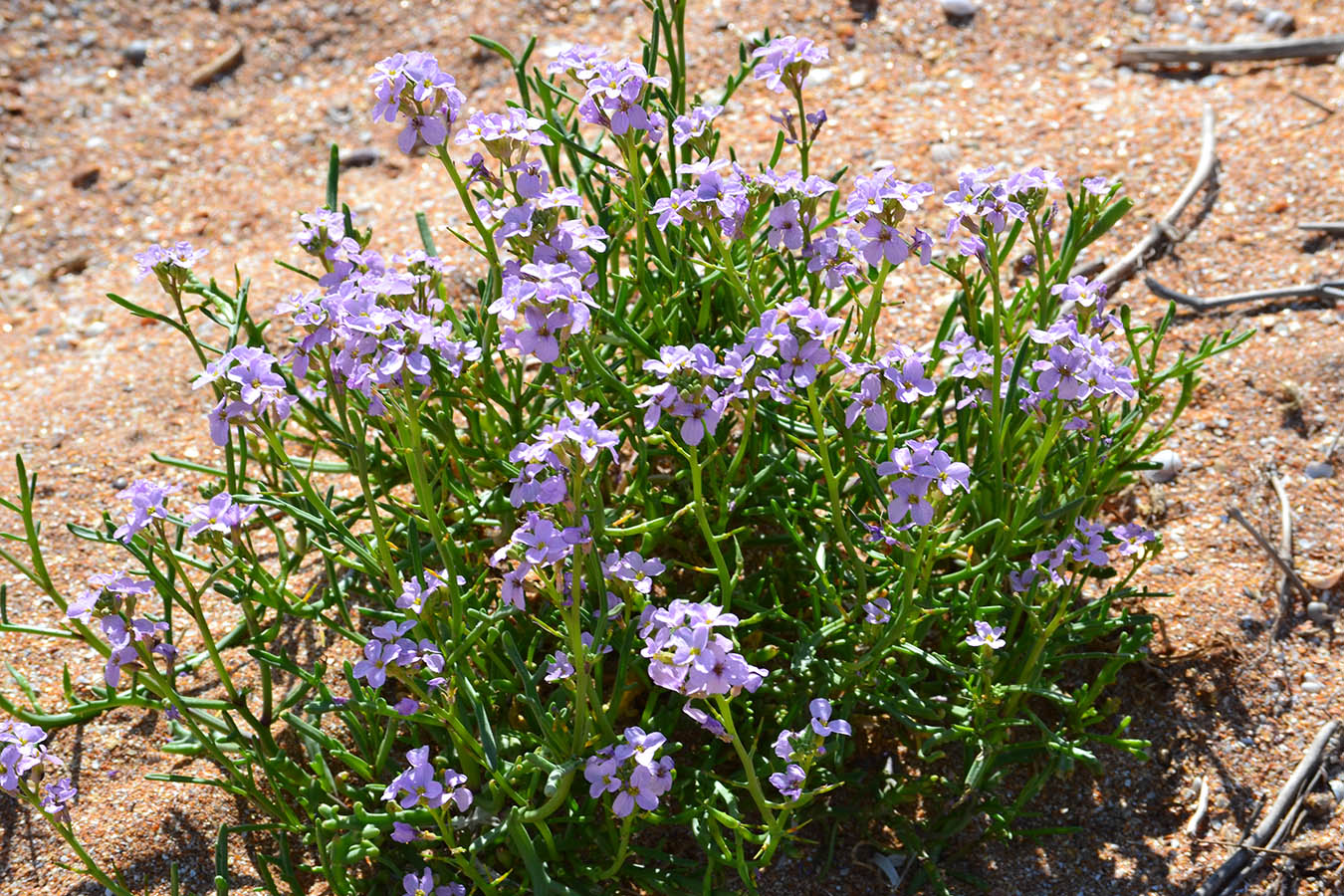 Image of Cakile euxina specimen.