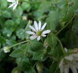 Myosoton aquaticum