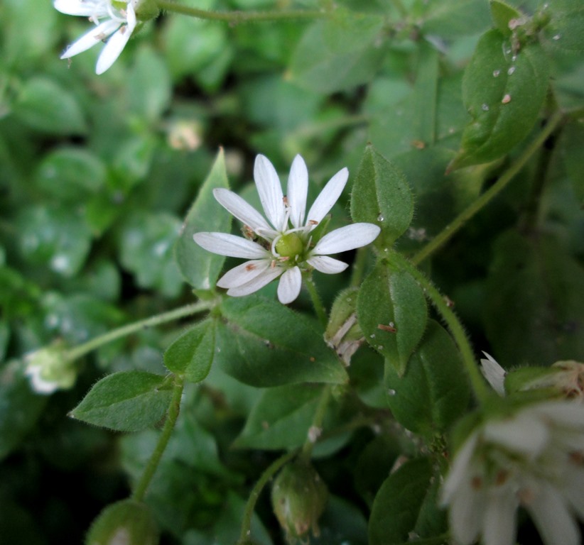 Image of Myosoton aquaticum specimen.