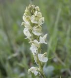 Pedicularis dolichorrhiza. Соцветие. Южный Казахстан, Заилийский Алатау, выше Чимбулака, 2200 м н.у.м. 01.07.2013.