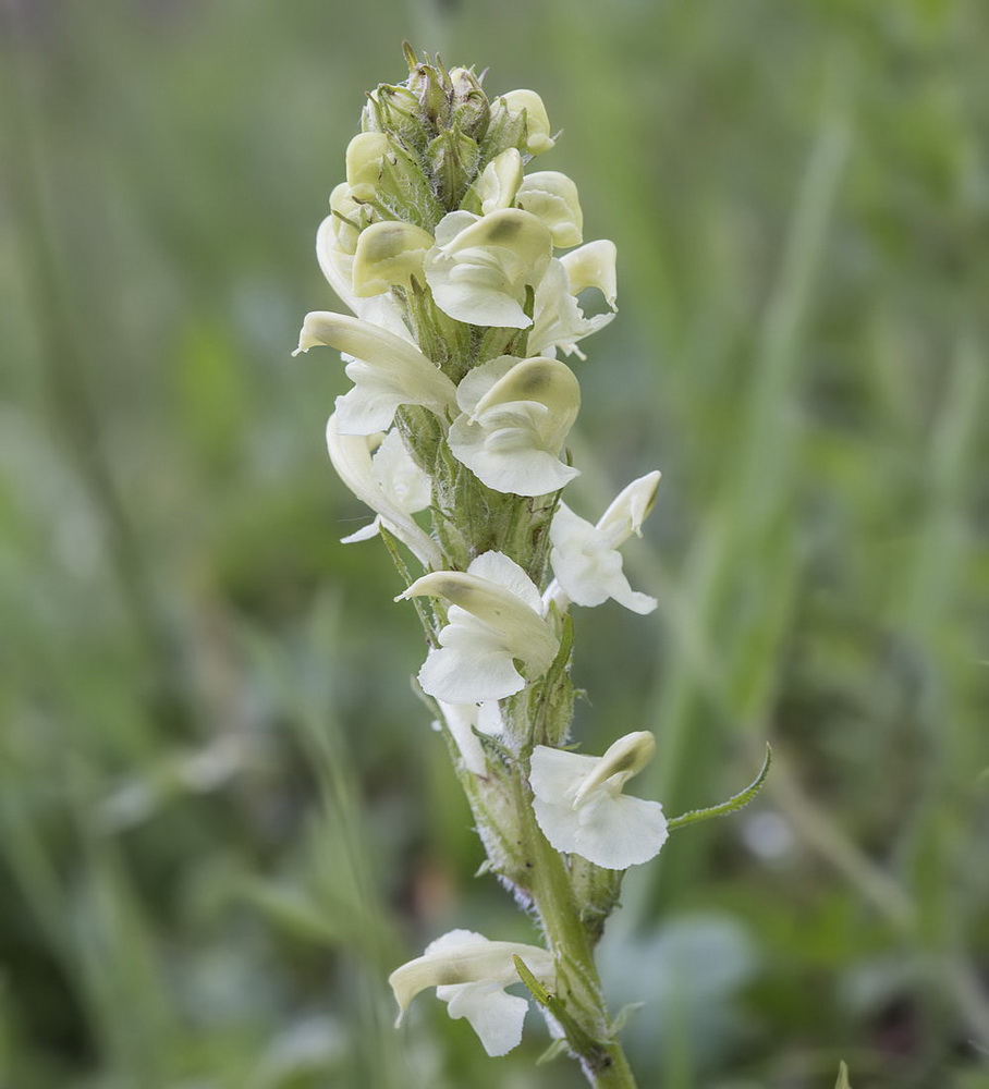 Image of Pedicularis dolichorrhiza specimen.