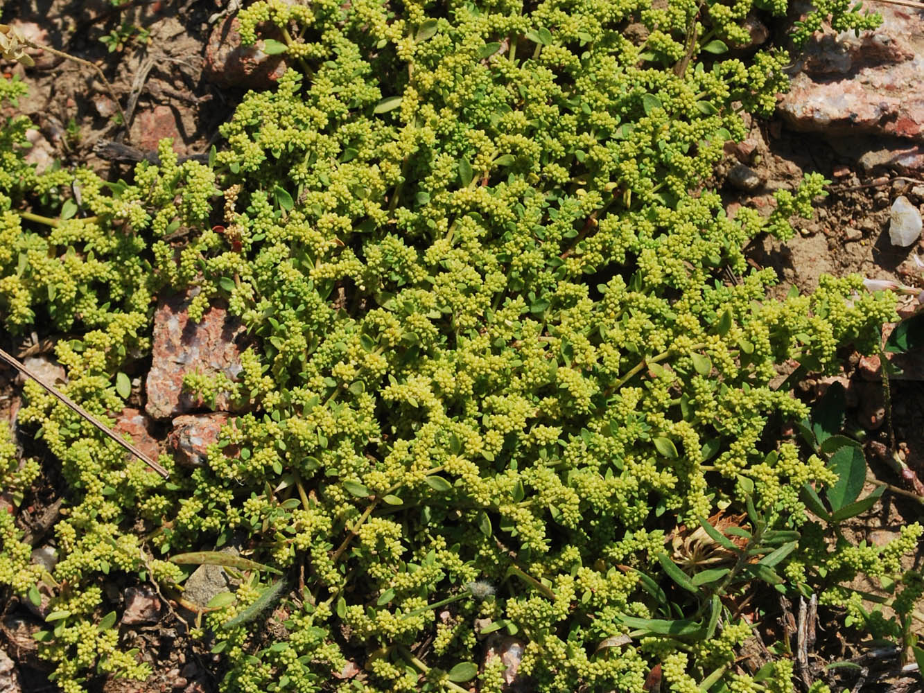 Image of Herniaria glabra specimen.