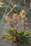 Solidago virgaurea подвид lapponica. Отцветающее растение. Мурманская обл., Терский р-н, окр. пос. Кузомень, дюны. 07.08.2013.