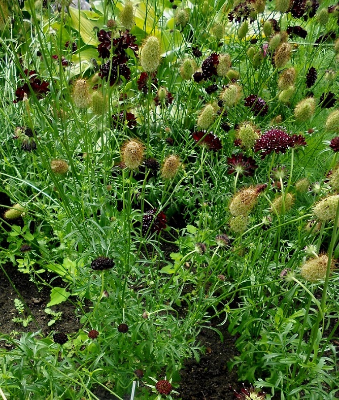 Изображение особи Sixalix atropurpurea.