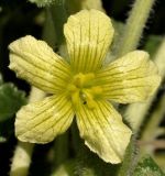 Image of taxon representative. Author is Роланд Цандекидис