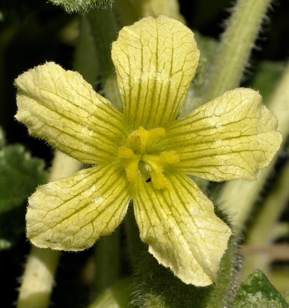 Image of Ecballium elaterium specimen.