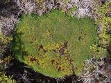Abrotanella forsteroides. Растения на камне. Австралия, о. Тасмания, национальный парк \"Крэдл Маунтин\". 26.02.2009.