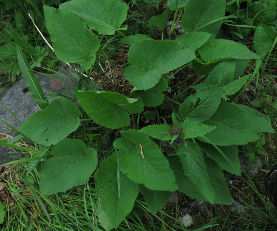 Image of Phlomoides woroschilovii specimen.