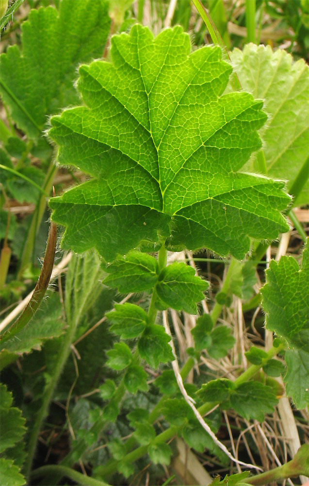 Изображение особи Oreogeum montanum.