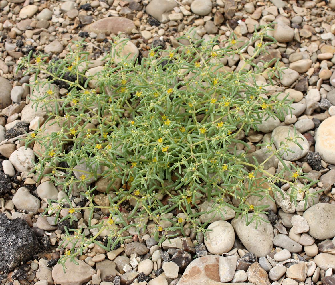 Изображение особи Tetraena simplex.