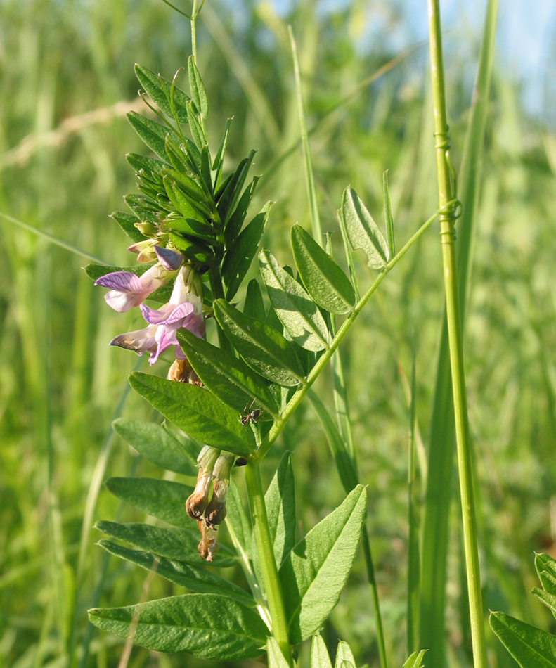 Изображение особи Vicia sepium.