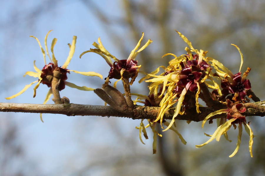 Изображение особи Hamamelis mollis.