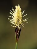 Carex pilosa