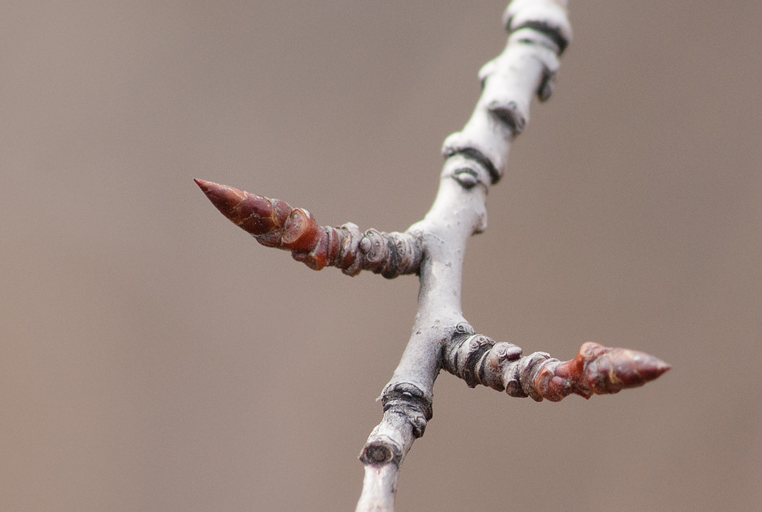 Изображение особи Populus tremula.