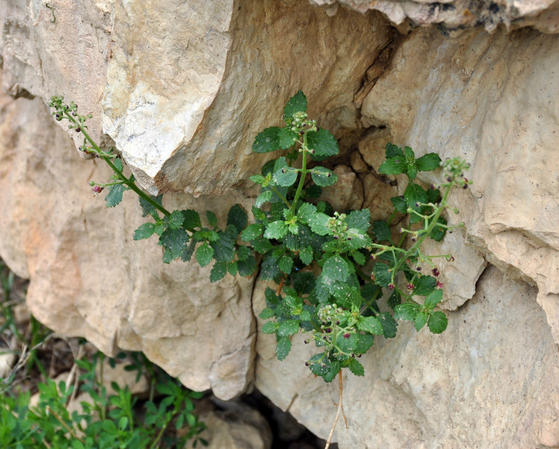 Image of Scrophularia rupestris specimen.