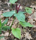 genus Trillium. Цветущее растение. Германия, г. Дюссельдорф, Ботанический сад университета. 04.05.2014.