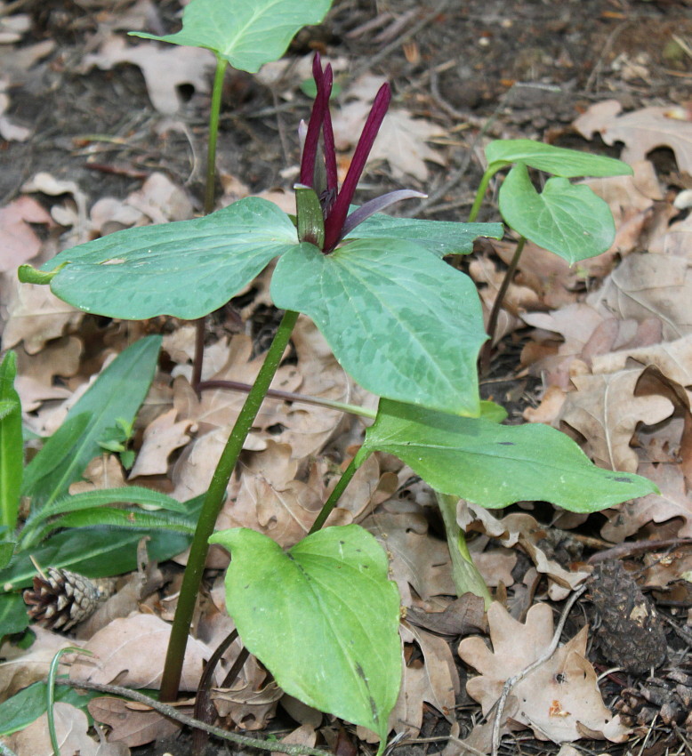 Image of genus Trillium specimen.