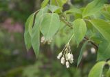 Staphylea trifolia