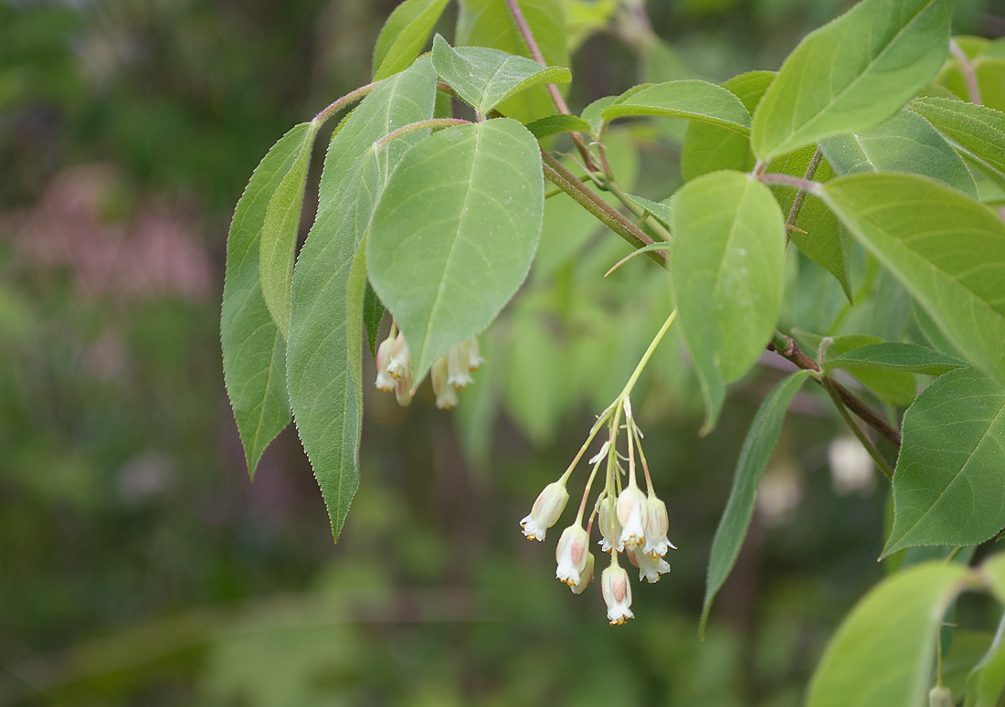 Image of Staphylea trifolia specimen.