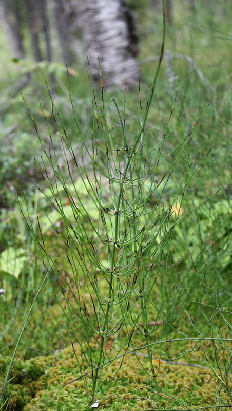 Изображение особи Equisetum palustre.