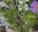 Scutellaria albida