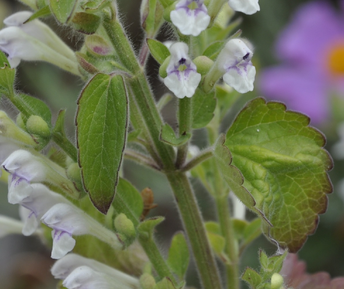 Изображение особи Scutellaria albida.