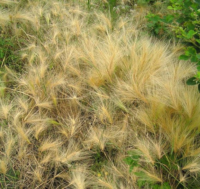 Image of Hordeum jubatum specimen.