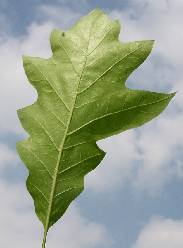 Image of Quercus &times; heterophylla specimen.