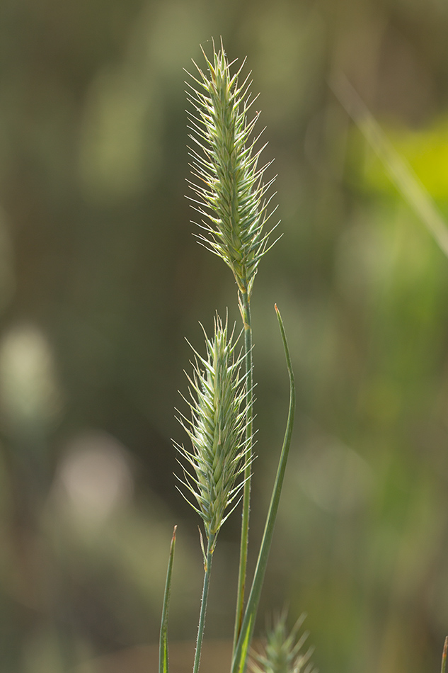 Изображение особи Agropyron pinifolium.