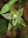 Epipactis persica. Цветок. Крым, окр. Ялты, гора Лапата, буковый лес. 18 июля 2014 г.