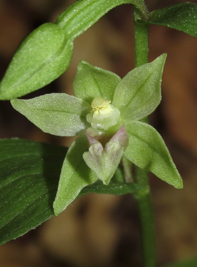 Image of Epipactis persica specimen.