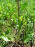 Eryngium planum