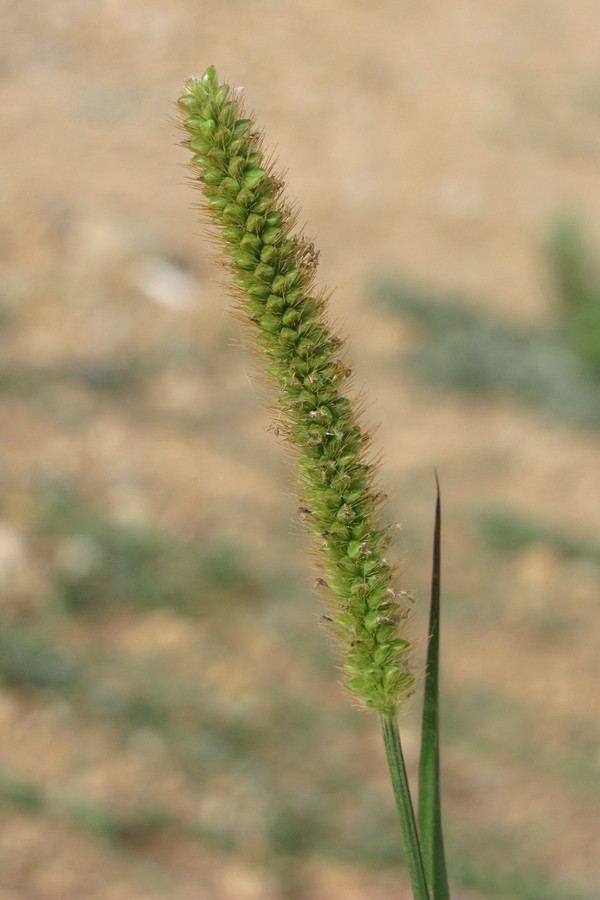 Image of Setaria verticillata specimen.