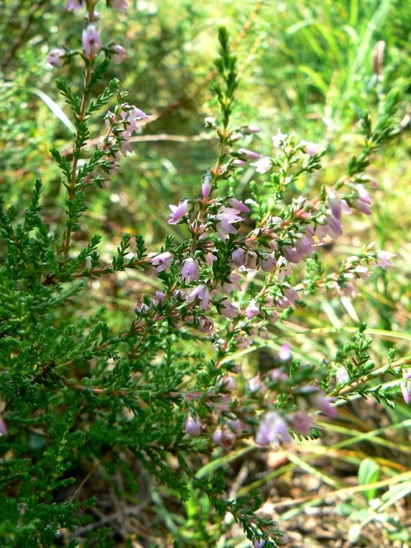 Изображение особи Calluna vulgaris.