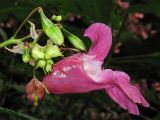 Impatiens glandulifera. Соцветие с цветком, бутонами и завязавшимися плодами. Нидерланды, Гронинген, городской парк Stadspark. 9 августа 2009 г.