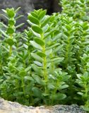 Honckenya peploides subspecies diffusa. Верхушки побегов. Берег Белого моря, юго-зап. ч. Онежской губы, губа Смолениха, прибрежные скалы. Август 2014 г.